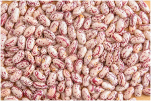 Фасоль Рябушка 